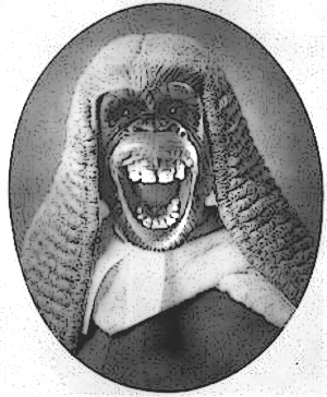 monkey-judge